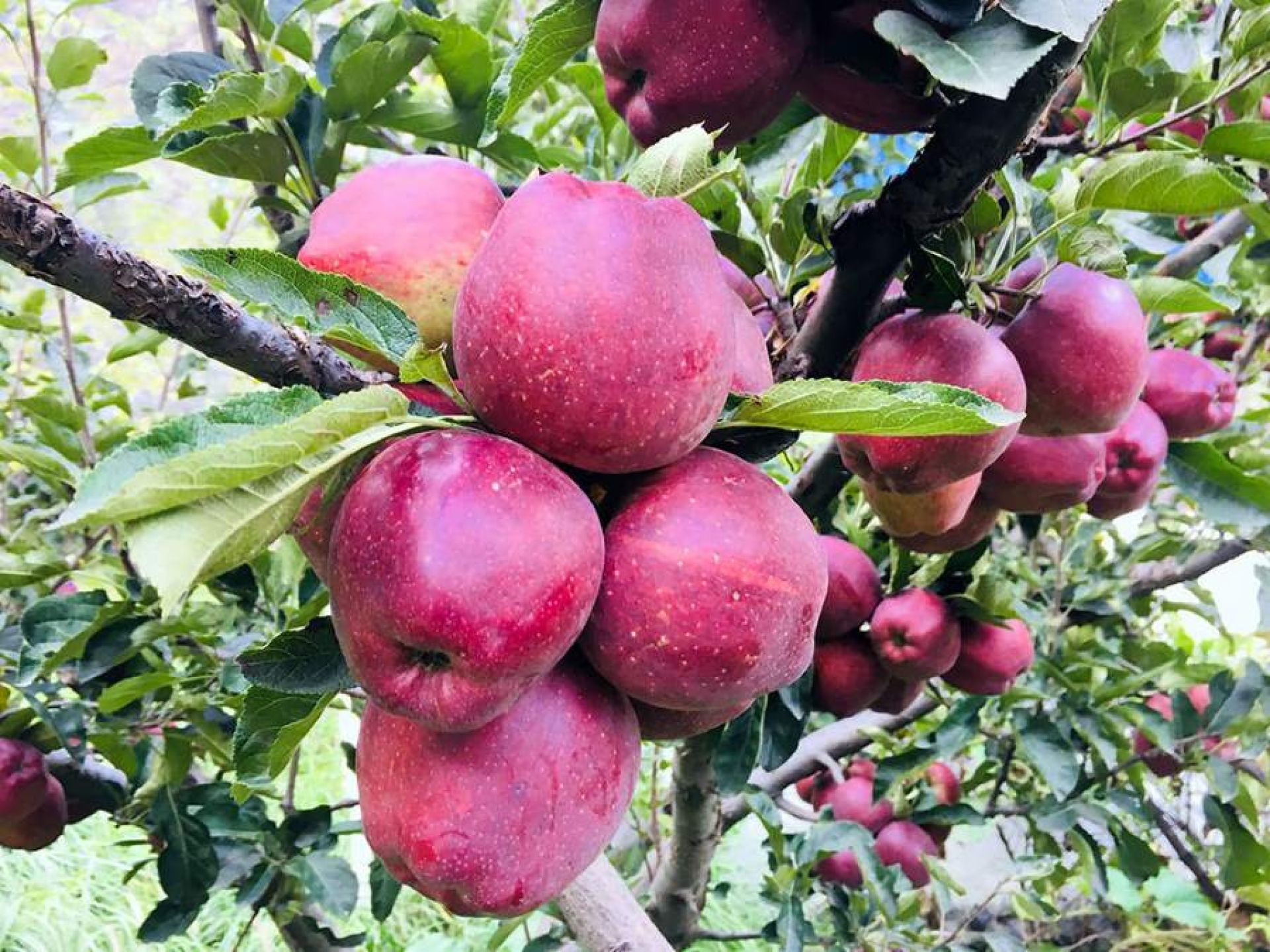 मार्फा र टुकुचेका बगैंचा स्याउले राताम्य, आजदेखि टिप्न सुरु